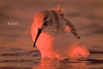 Close-up of a bird in water