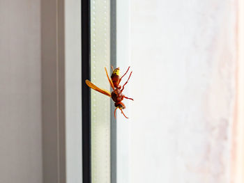 Close-up of insect on window