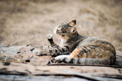 Close-up of cat relaxing on wood