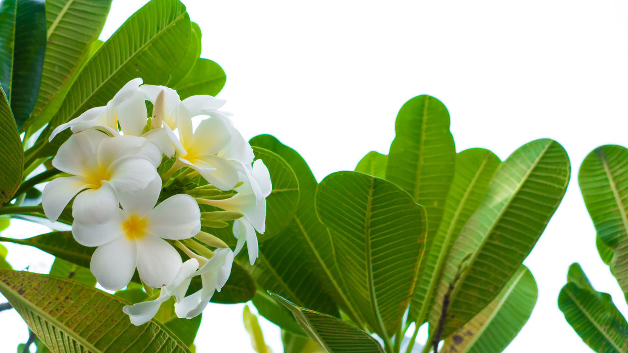 CLOSE-UP OF WHITE FLOWERING PLANT