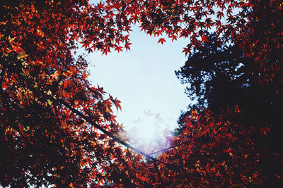 Low angle view of trees against sky during autumn