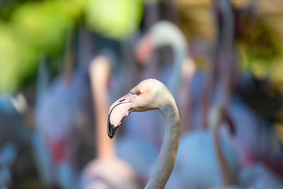 Close-up of duck