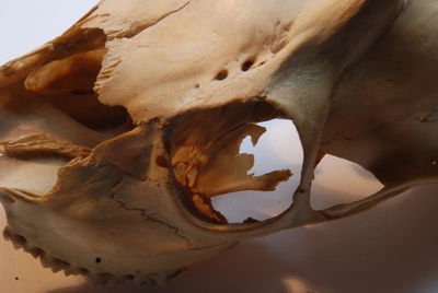 High angle view of shell on sand