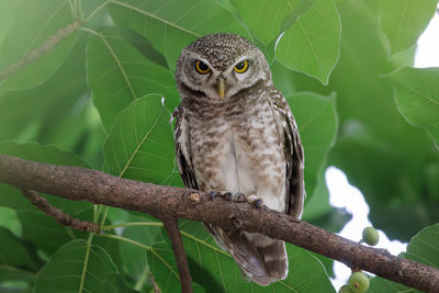 bird