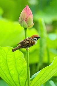 Close-up of sparrow on bud