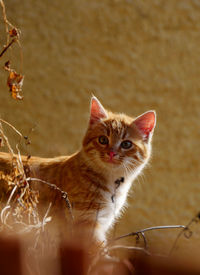 Portrait of ginger kitten against wall