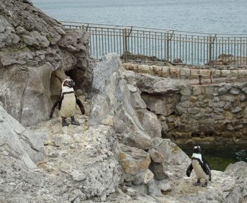 View of seagull perching on rock by sea