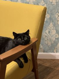 Portrait of black cat sitting on floor at home