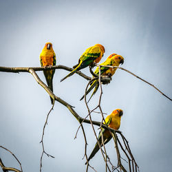 Low angle view of parrots perching on bare tree