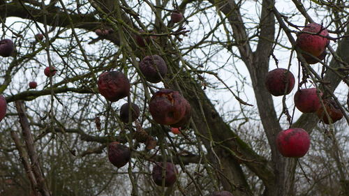 Low angle view of leaves on tree