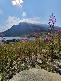 Scenic view of river amidst trees