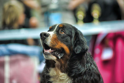 Close-up of dog looking away