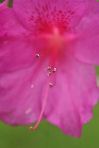 Macro shot of pink flower