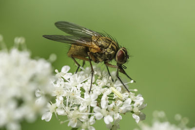 Close-up of fly on flower