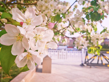 Close-up of cherry blossoms