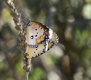 Close-up of butterfly on flower