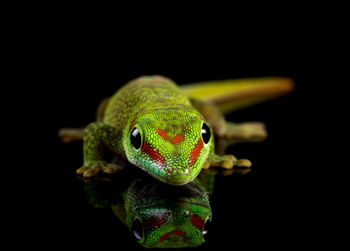 Close-up of lizard against black background