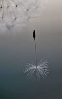 Close-up of dandelion against lake