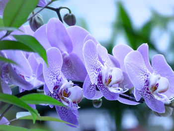 Close-up of purple flowering plant