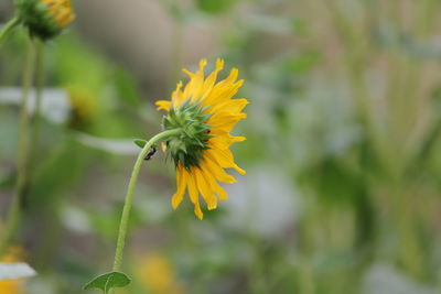 Close-up of yellow flowering plant