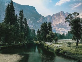 Scenic view of river amidst trees against sky