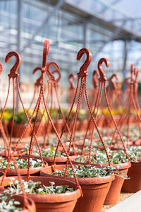 Hanging plastic pots with flower plants growing in nursery. green seedling in garden center