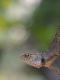 Close-up of lizard on leaf