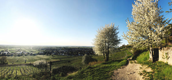 Scenic view of agricultural field against clear sky