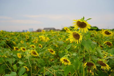 Close-up of yellow flowering plant