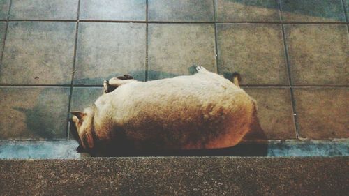 View of a dog sleeping on floor