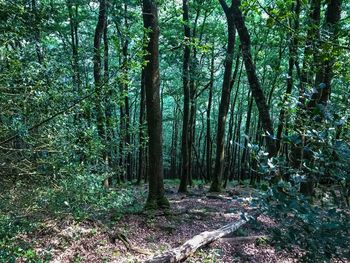 Trees growing in forest