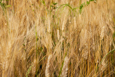 Close-up of wheat field