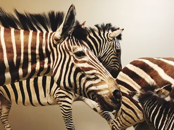 Close-up of zebras against wall