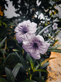 Close-up of purple flowering plant