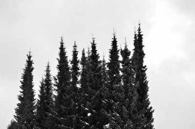 Low angle view of trees against sky