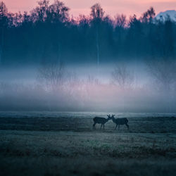 A beautiful misty morning with wild red deer herd grazing in the meadow. 