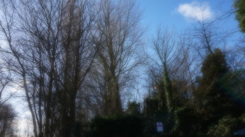 Low angle view of bare trees against sky