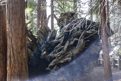 View of a tree trunk