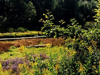 View of flowering trees in forest