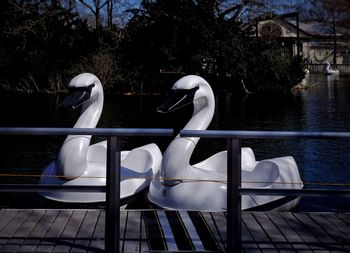 Swan perching on water