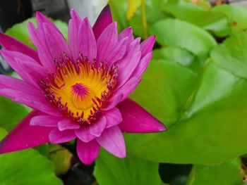 Close-up of pink water lily