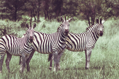 Zebras zebra on grass