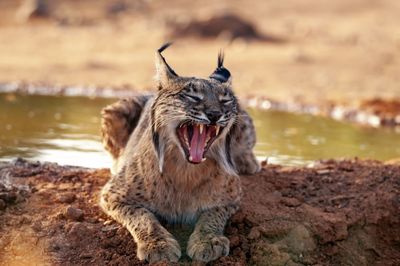 Iberian lynx, lynx pardinus, wild cat endemic to iberian peninsula in castilla la mancha, spain.
