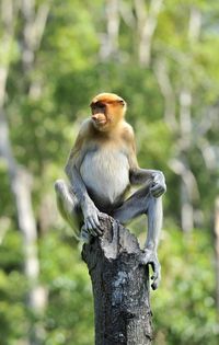 Monkey sitting on tree