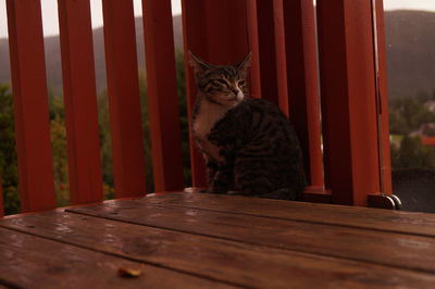 Kitties in the corner