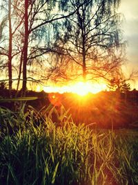 Sun shining through trees on grassy field