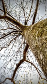 Low angle view of bare tree against sky