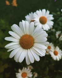 Close-up of white daisy flowers