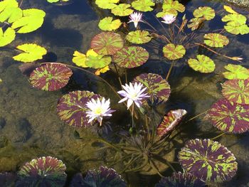 High angle view of flowering plants in water