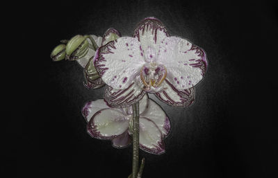 Close-up of illuminated flower against black background